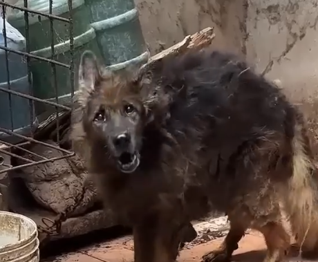 Part2 Animals Rescue #dogrescue #rescuedog #dogsofttiktok #foryoupage #foryou #dogs