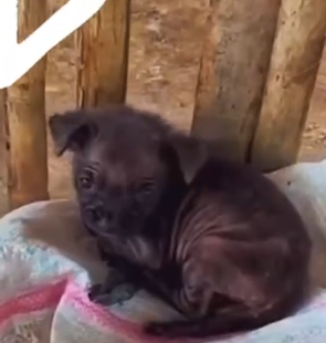 Part2 Animals Rescue #dogrescue #rescuedog #dogsofttiktok #foryoupage #foryou #dogs