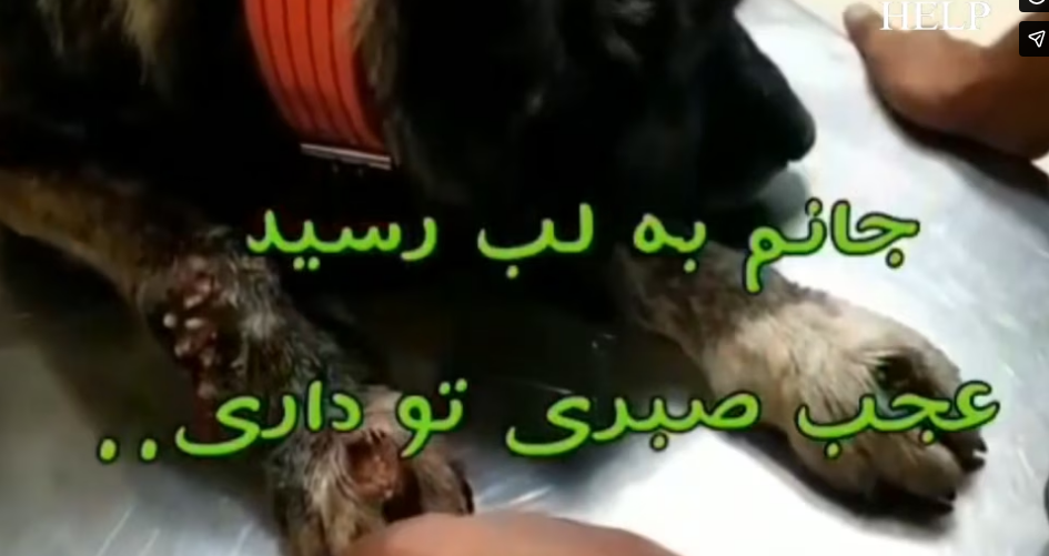 Rescue Homeless Dog Covered by Flea Rotting Worm on His Back, Watch His Happy Ending_part2
