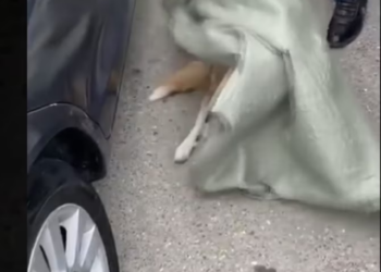 Rescue Dog Shopping Center suffered pain cried, but no one helped_part2