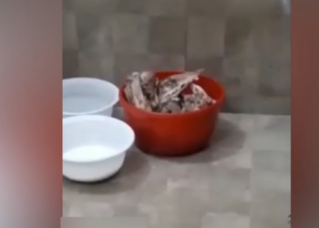 Rescue Dog Stuck Between Walls Desperate eyes_part2