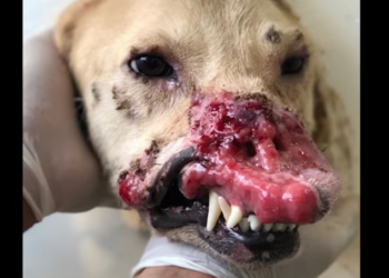Rescue Dog Whose Nose Was Cut Off Please SHARE_part2