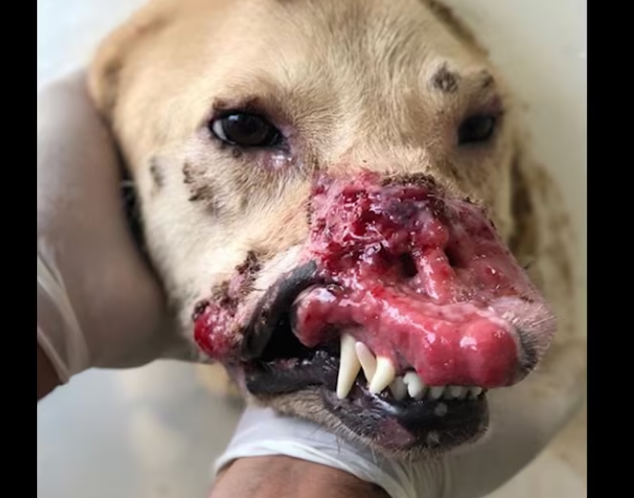 Rescue Dog Whose Nose Was Cut Off Please SHARE_part2