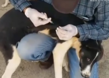 Rescue Dogs In Desert Pray All of Stray Dogs_part2