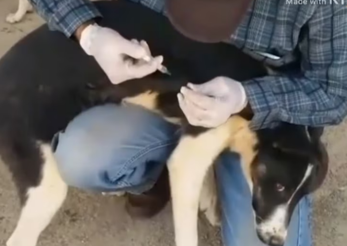 Rescue Dogs In Desert Pray All of Stray Dogs_part2