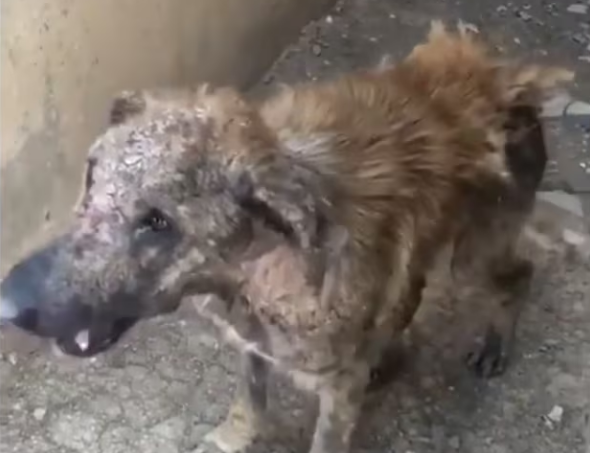 Rescue Emaciated, Suffering Dog In Critical Condition Next to Trash Bin_part2