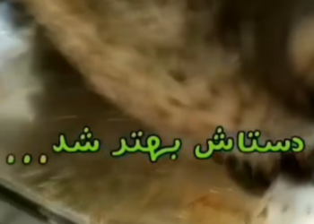 Rescue Homeless Dog Covered by Flea Rotting Worm on His Back, Watch His Happy Ending_part2