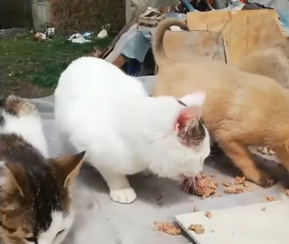 Rescue Homeless Puppies In Need Of Food PLEASE HELP IF YOU CAN_part2