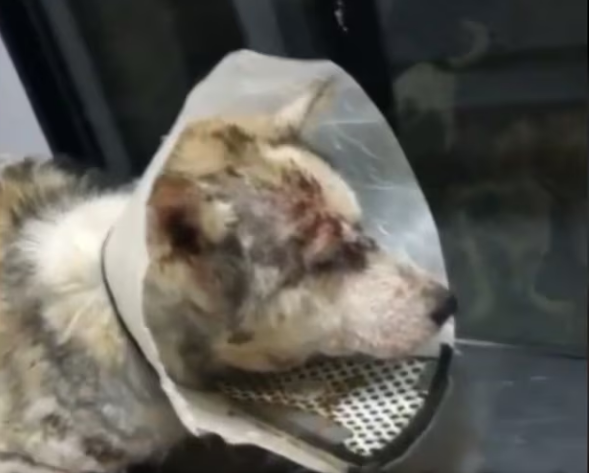 Rescue Husky was dumped terrible demodicosis, anemia, exhaustion ehrlichiosis owner_part2