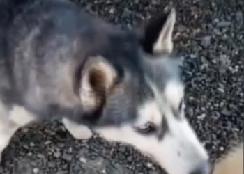 Rescue Husky was Thrown Out on street Cruelly Beaten_part2