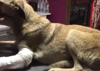 Rescue Injured Dog Hit By Car Wating Days Under Rain_part2