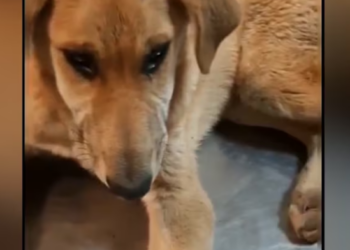 Rescue Innocent Dog Put In Bag After Hit Run_part2