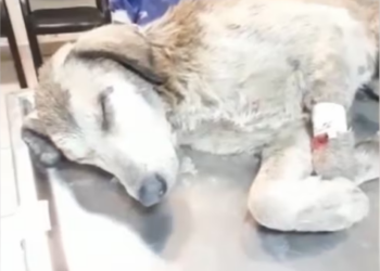 Rescue Innocent Dog Was Hit By Heavy Wood Screaming In Pain_part2