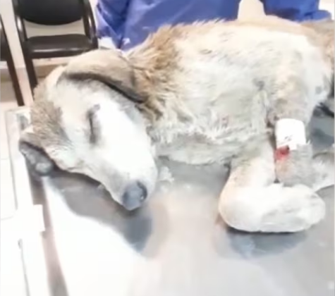 Rescue Innocent Dog Was Hit By Heavy Wood Screaming In Pain_part2