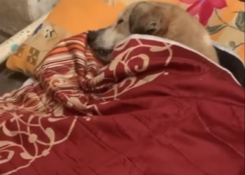 Rescue Innocent dog was struggling because of act of human_part2