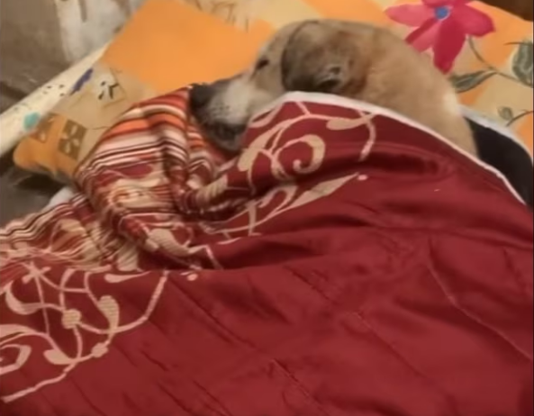 Rescue Innocent dog was struggling because of act of human_part2