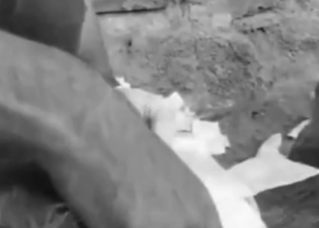 Rescue Little Dog had An Eyes of Infection Come On Big Scar on His Back_part2