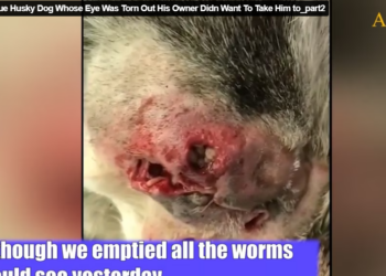 Rescue Husky Dog Whose Eye Was Torn Out His Owner Didn Want To Take Him to_part2