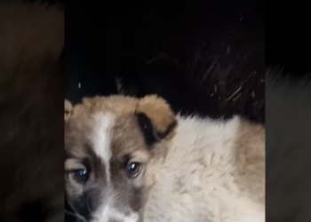 Rescue Little Puppies Abandoned In Middle Of_part2