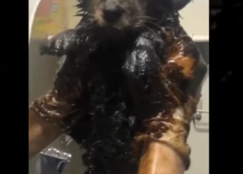 Rescue Little Puppies Trapped In Tar Looking home_part2