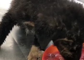 Rescue Little Puppy Found In Box Left On Street Severe Mange_part2