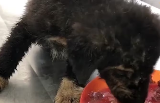 Rescue Little Puppy Found In Box Left On Street Severe Mange_part2