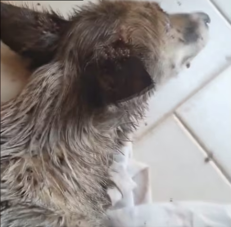 Rescue Little Puppy Found On Street Road to_part2