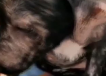 Rescue Little Puppy Frightened in lot of Pain due to Broken Legs_part2