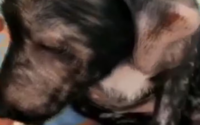 Rescue Little Puppy Frightened in lot of Pain due to Broken Legs_part2