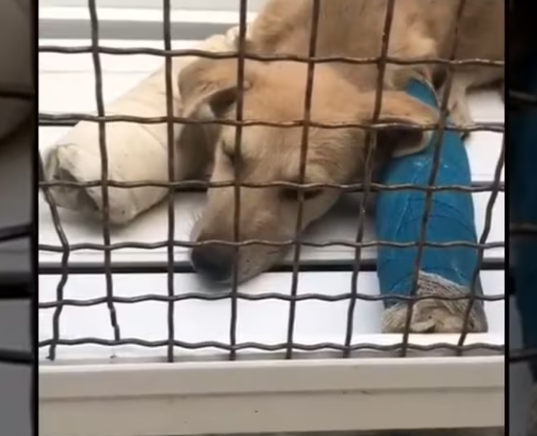 Rescue Little Puppy Had Both of Her Hands Broken Because Somebody Had Ran Her Over on_part2