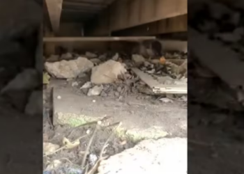 Rescue Little Puppy Hiding Under House After His Friend Was Frozen_part2