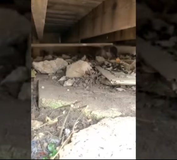 Rescue Little Puppy Hiding Under House After His Friend Was Frozen_part2