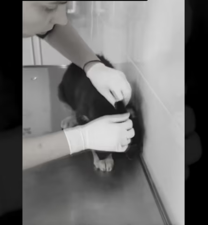 Rescue Little Puppy Was Hit By Car Leave Alone In Middle Of Street_part2