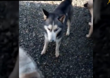 Rescue Husky was Thrown Out on street Cruelly Beaten_part2