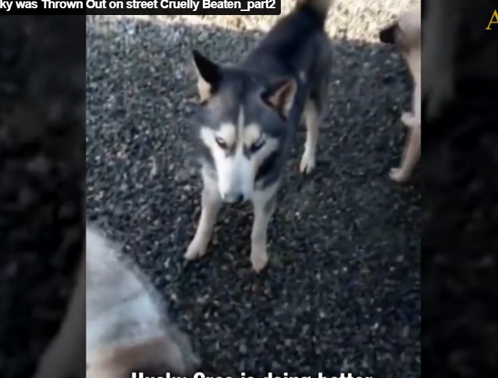 Rescue Husky was Thrown Out on street Cruelly Beaten_part2