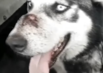 Rescue lnjuried Dog Abuse Owner HeartBreaking Dog Rescue Story_part2