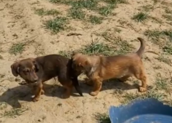 Rescue lot of Abandoned Puppies near_part2
