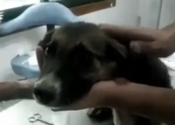 Rescue Months Old Puppy Abandoned Beside Road lnjury_part2