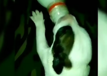 Rescue Newborn Puppies Lost Mom Found Starving In_part2