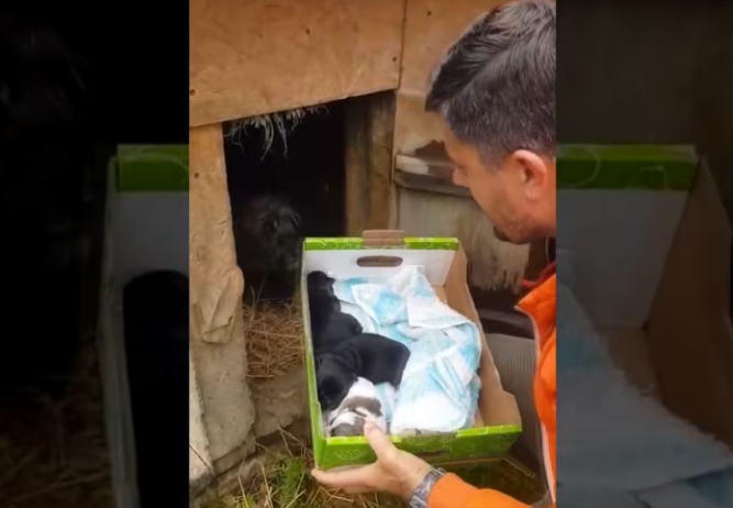 Rescue Newborn Puppies Mother Dog Trapped Between Walls_part2