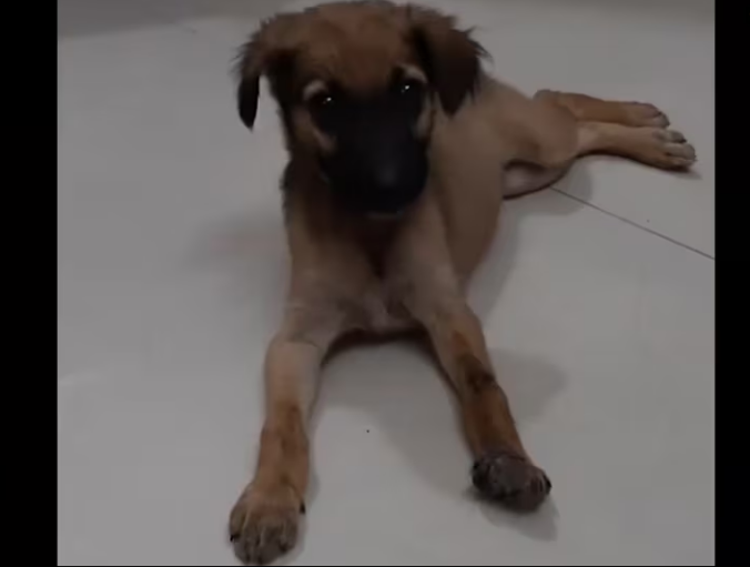 Rescue One Month Old puppy Terrible Injury WATCH HER_part2