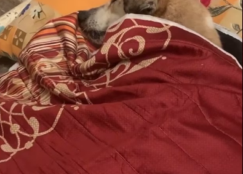 Rescue Innocent dog was struggling because of act of human_part2