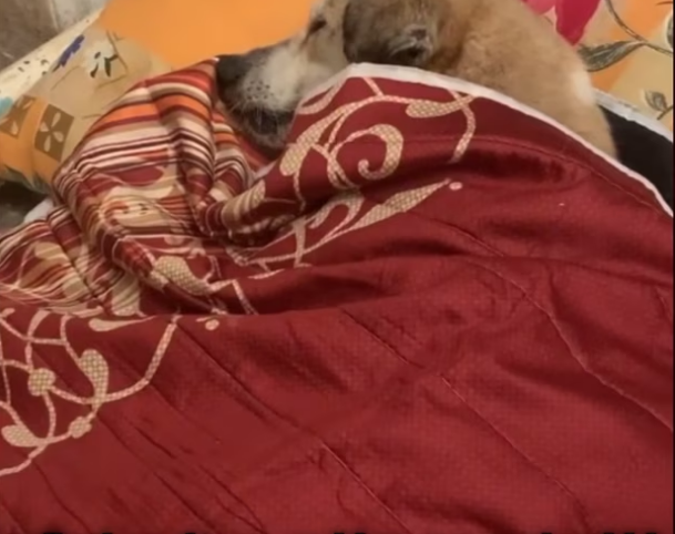 Rescue Innocent dog was struggling because of act of human_part2