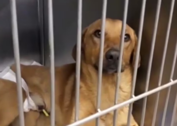 Rescue Paralyzed Dog Was Abandoned In Heavy Rain Scared Lonely_part2