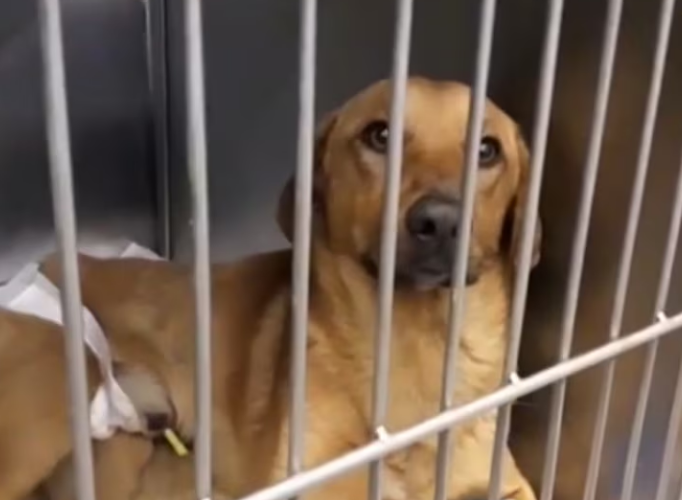 Rescue Paralyzed Dog Was Abandoned In Heavy Rain Scared Lonely_part2