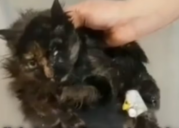 Rescue Poor Cat Lost One Eye Run Away_part2