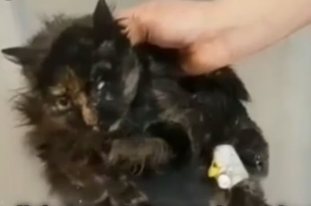 Rescue Poor Cat Lost One Eye Run Away_part2