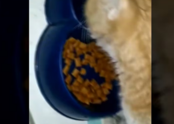 Rescue Poor Cat Was Hit By Car Vet said He needs to be euthanized But Rescuer doesn give up_part2