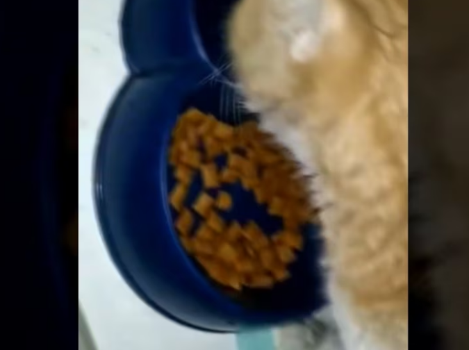 Rescue Poor Cat Was Hit By Car Vet said He needs to be euthanized But Rescuer doesn give up_part2