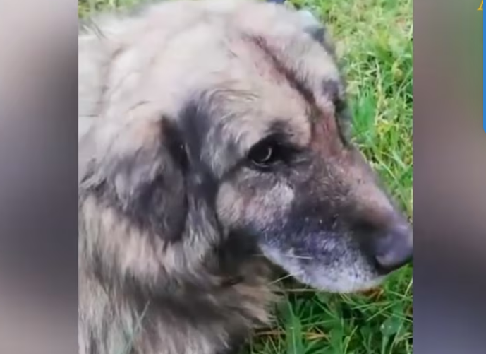 Rescue Poor Dog Broken Jaw_part2